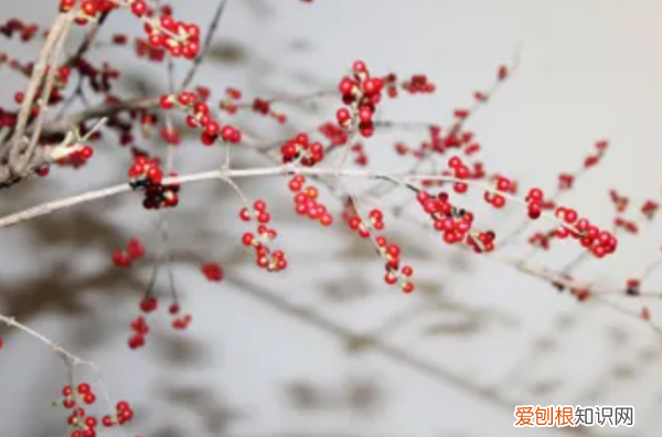 立冬节气是几月几日