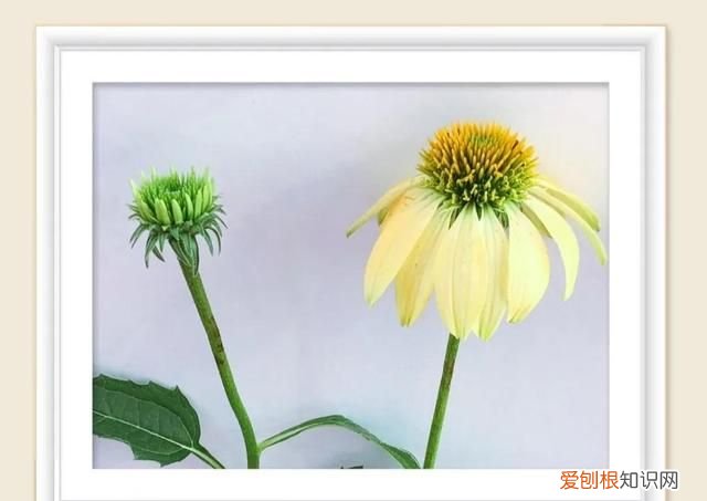 青春的友谊有多珍贵,青春的友情是最美的