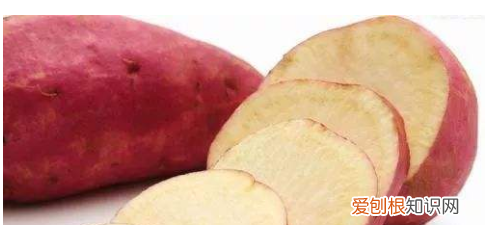 番薯是什么?红薯和番薯怎么区分呢