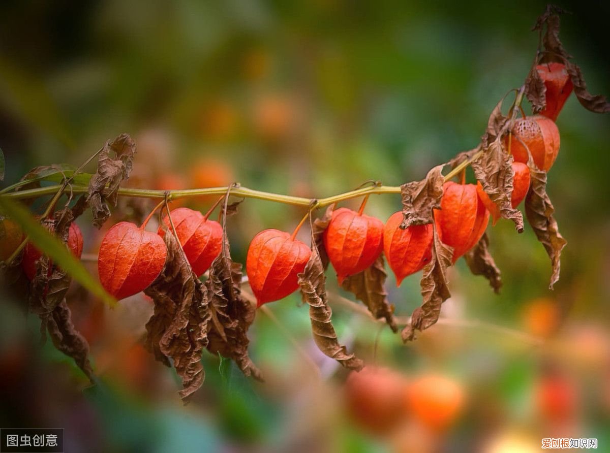 红姑娘都有哪些功效? 红姑娘的作用