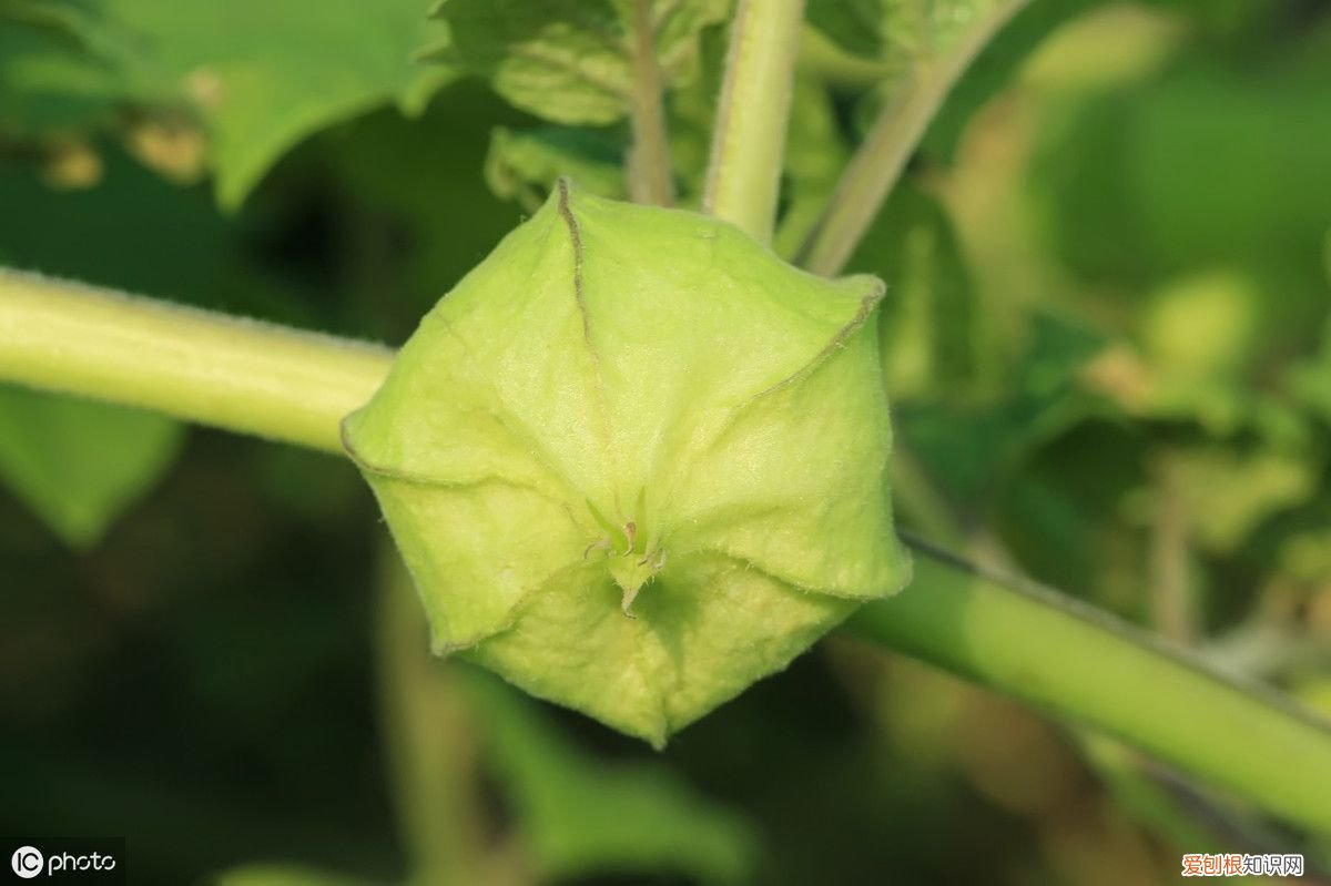 红姑娘都有哪些功效? 红姑娘的作用