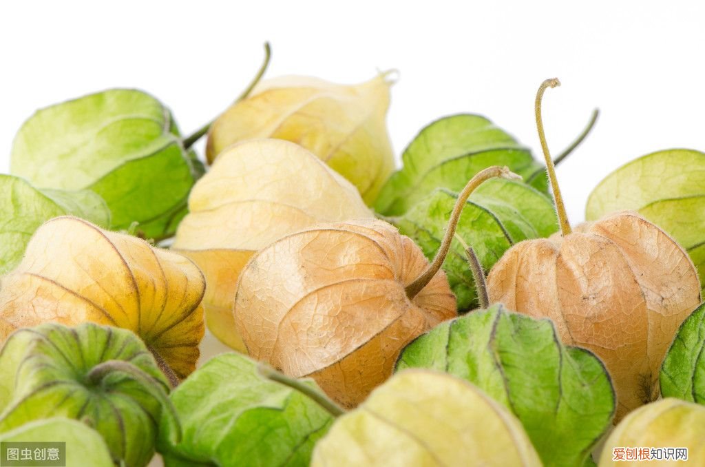 红姑娘都有哪些功效? 红姑娘的作用