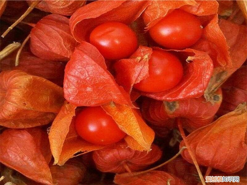 红姑娘都有哪些功效? 红姑娘的作用