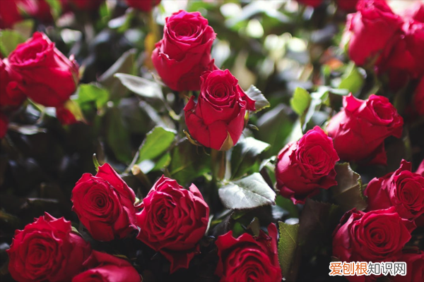 20岁生日祝福语说说 20岁生日祝福的句子