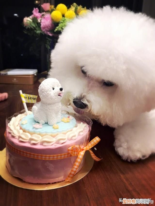 比熊的喂养方法 比熊犬吃什么食物