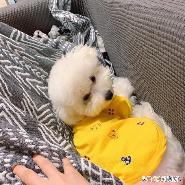 比熊的喂养方法 比熊犬吃什么食物