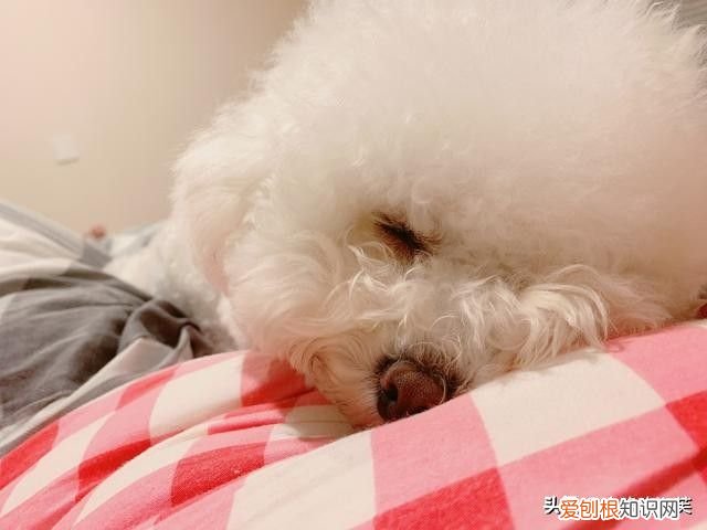 比熊的喂养方法 比熊犬吃什么食物