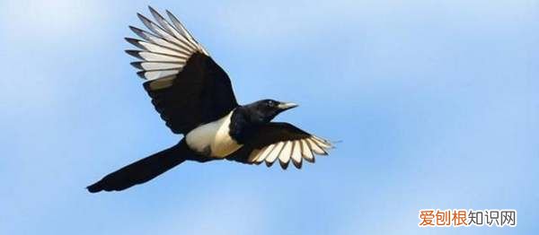 喜鹊是益鸟还是害鸟