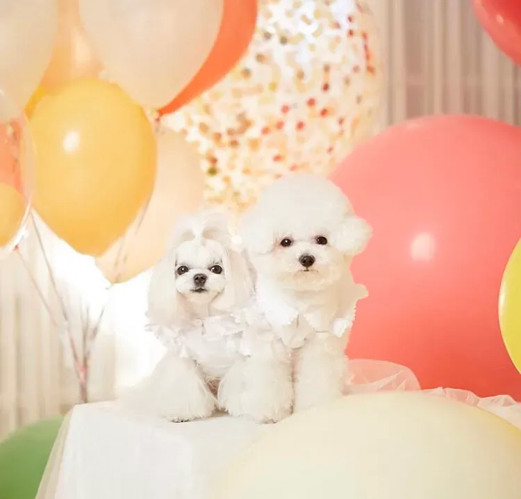 新手小白如何开好一家宠物店？ 如何开宠物店