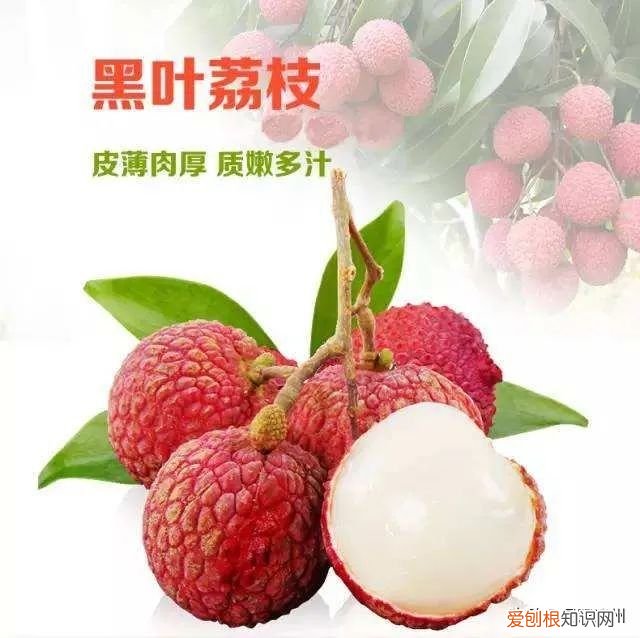 漳浦还有这么多种荔枝 漳浦荔枝