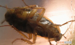 德国小蠊怎么消灭，家里很多德国小蠊怎么办