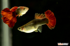 孔雀鱼如何繁殖养到整个鱼缸爆满？ 孔雀鱼的繁殖