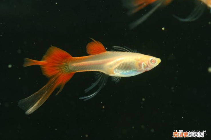 孔雀鱼如何繁殖养到整个鱼缸爆满？ 孔雀鱼的繁殖