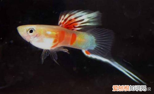孔雀鱼如何繁殖养到整个鱼缸爆满？ 孔雀鱼的繁殖
