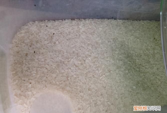 大米里白色的虫子是蛆,大米里白色像灰尘一样的虫子
