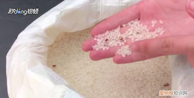 米里面有黑虫怎么办,米里有小黑虫怎么去除