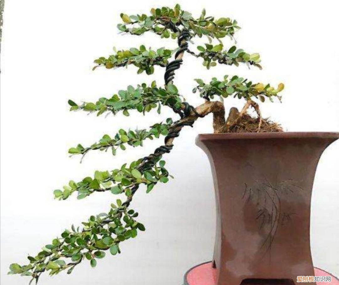 黄杨做成盆景 黄杨木盆景