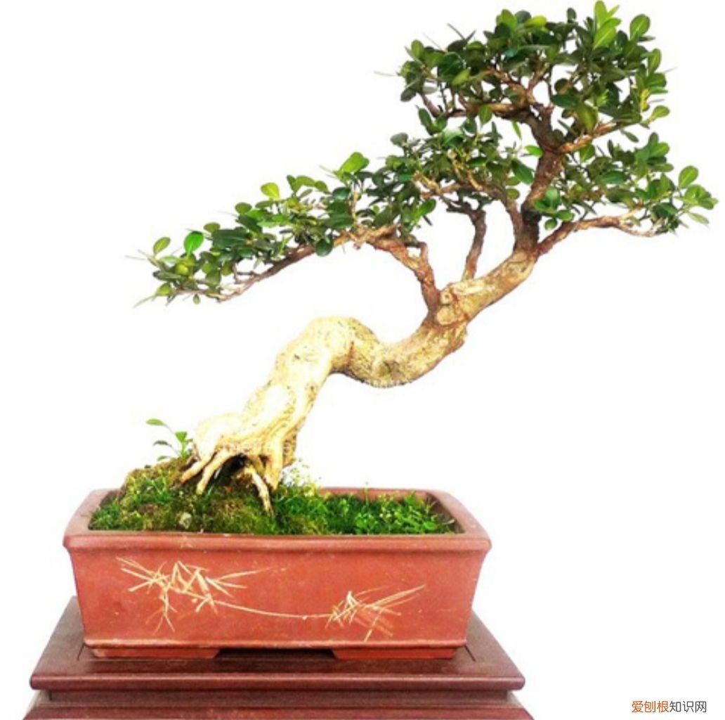 黄杨做成盆景 黄杨木盆景