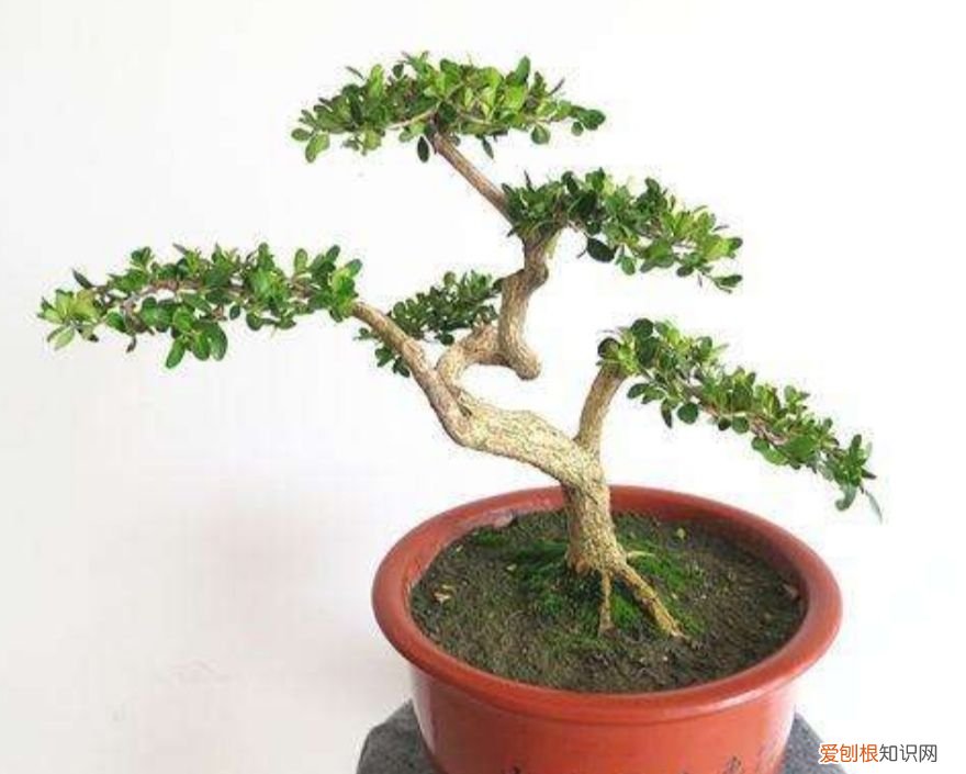 黄杨做成盆景 黄杨木盆景