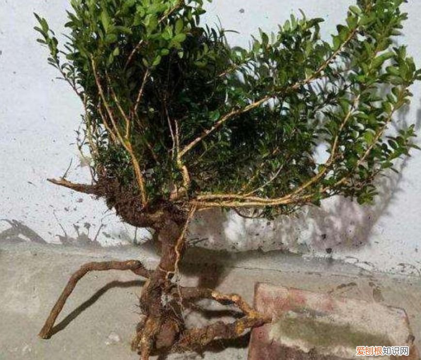 黄杨做成盆景 黄杨木盆景