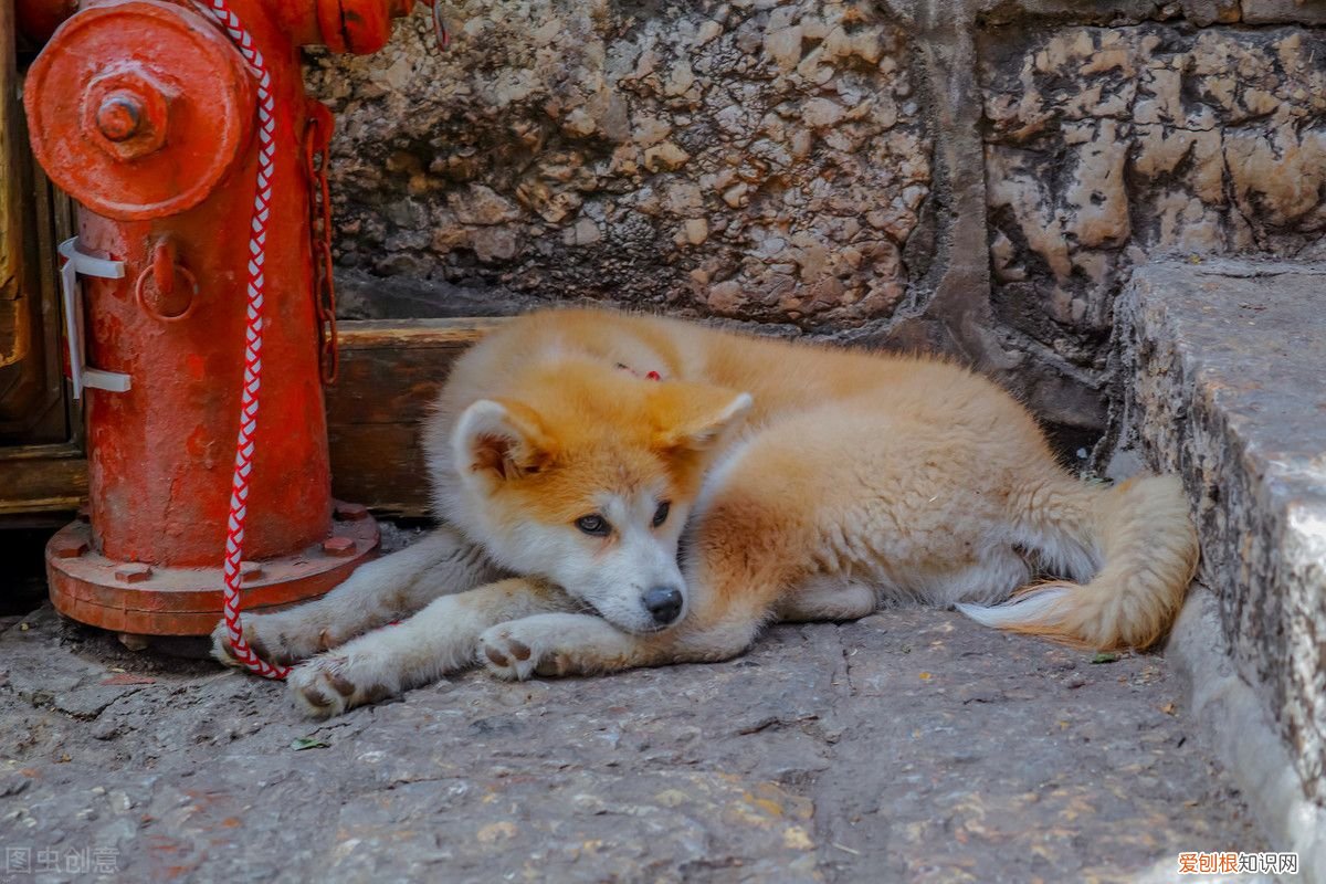 狗狗寿命有多长？ 狗一般能活多久