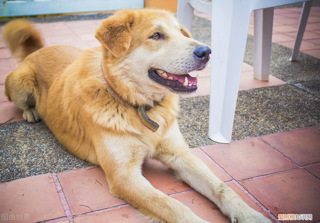 狗狗寿命有多长？ 狗一般能活多久