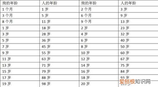 狗狗寿命有多长？ 狗一般能活多久