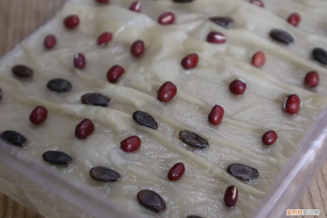 绿手指都在用的纸巾催芽法了解下啦 纸巾催芽法