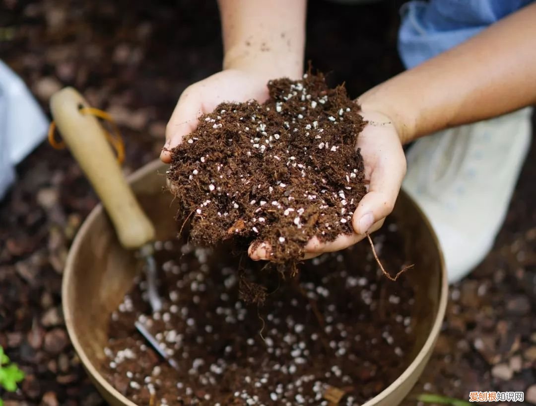 绿手指都在用的纸巾催芽法了解下啦 纸巾催芽法