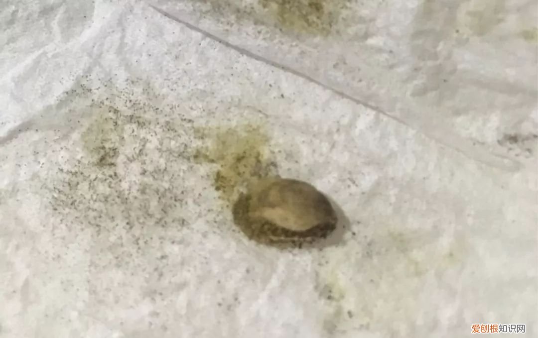 绿手指都在用的纸巾催芽法了解下啦 纸巾催芽法