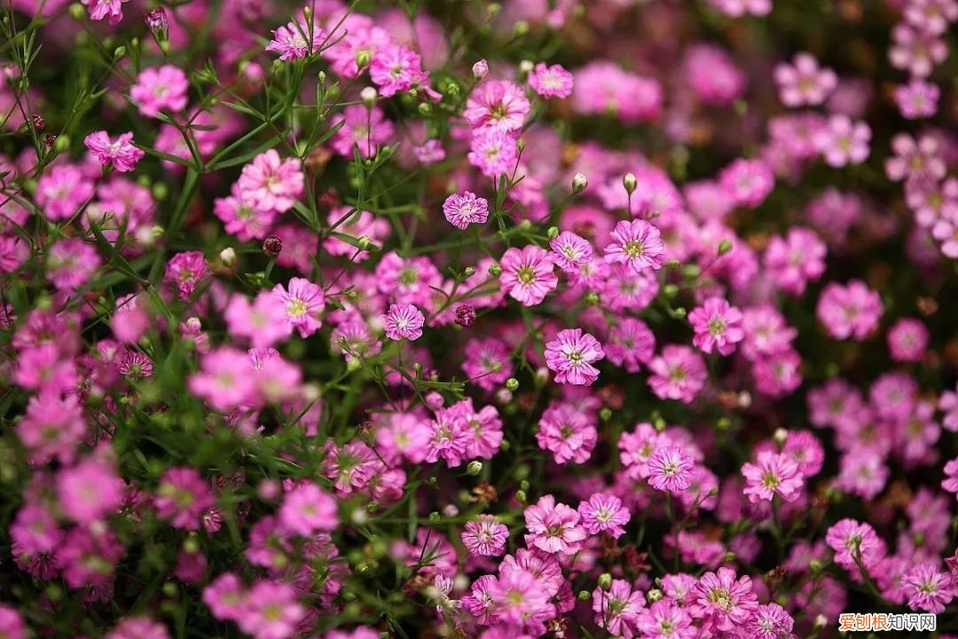 绿手指都在用的纸巾催芽法了解下啦 纸巾催芽法