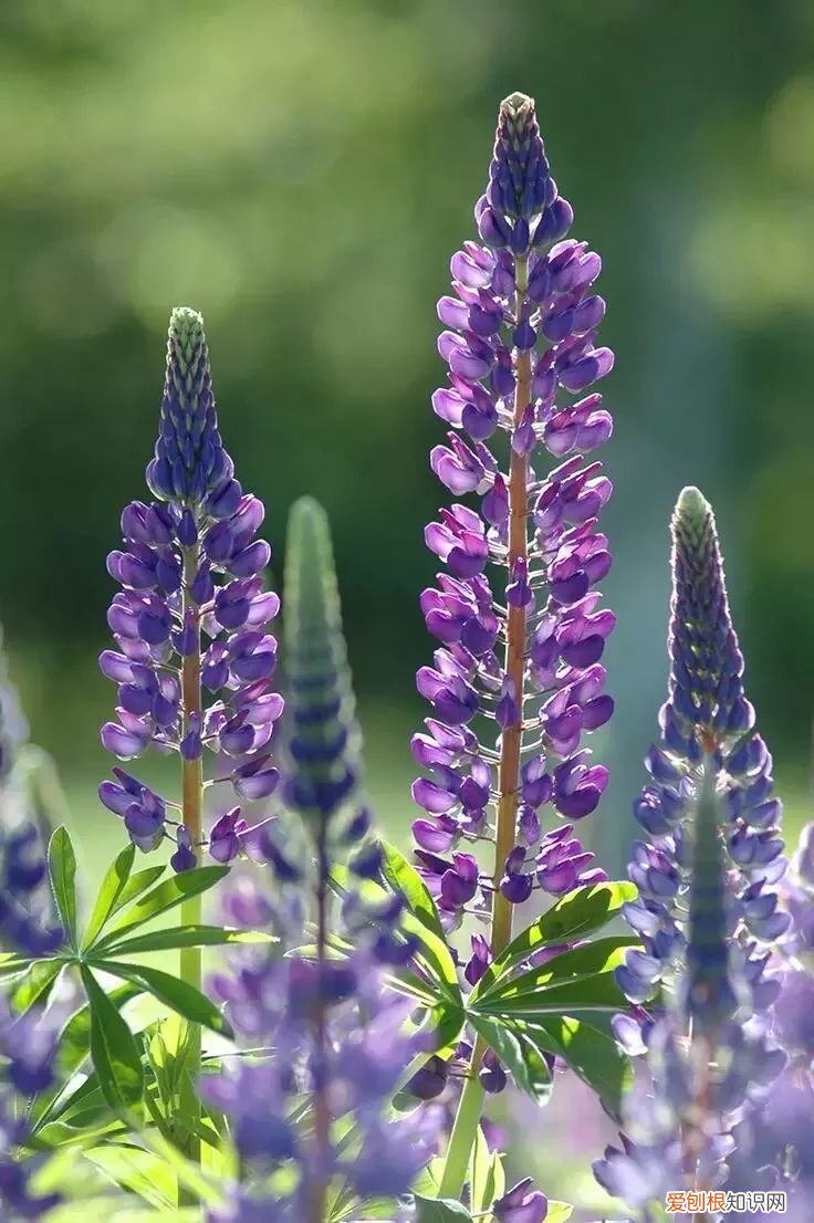 绿手指都在用的纸巾催芽法了解下啦 纸巾催芽法