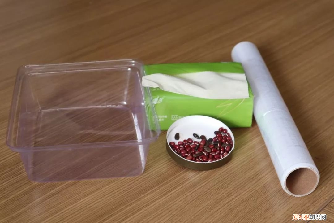 绿手指都在用的纸巾催芽法了解下啦 纸巾催芽法