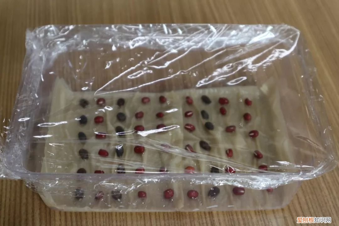 绿手指都在用的纸巾催芽法了解下啦 纸巾催芽法