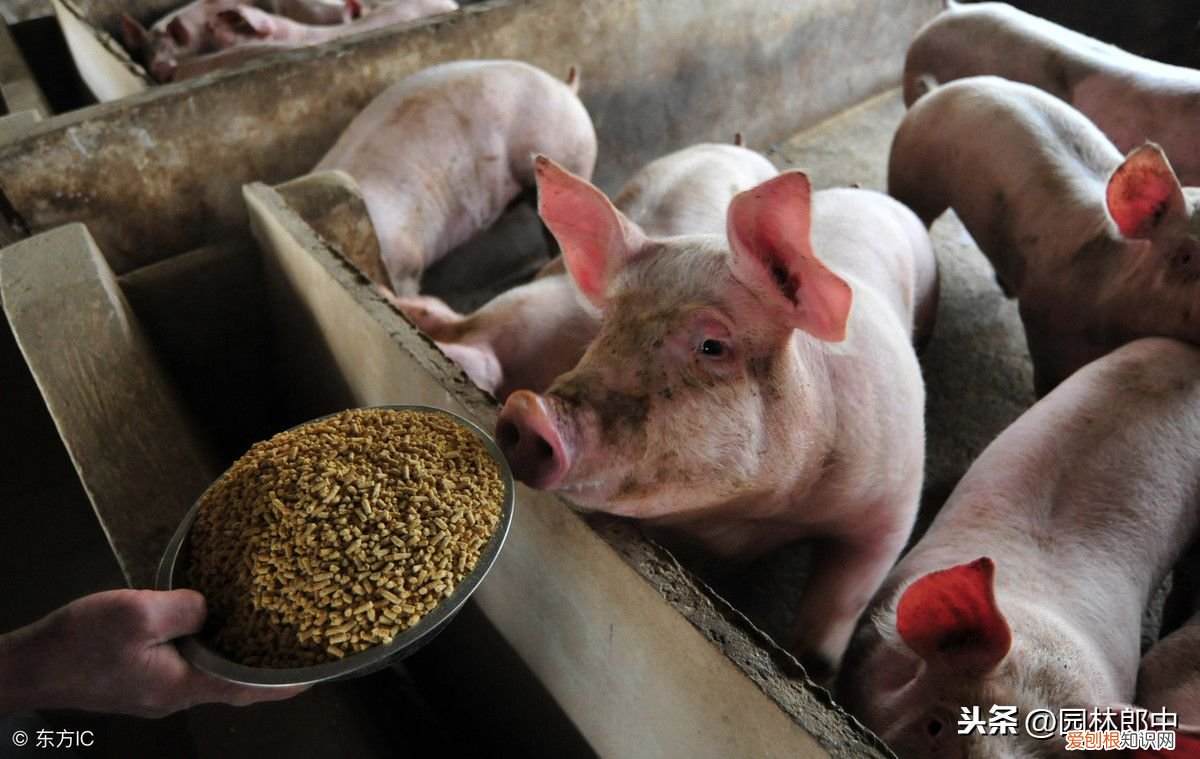 什么是惊蛰？ 惊蜇是什么意思