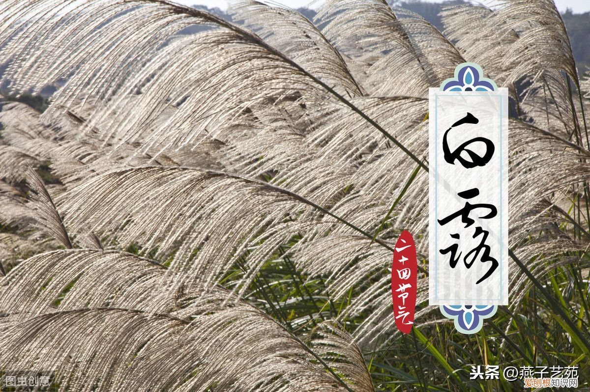 七绝《己亥白露节令寄怀》十二首 白露七言绝句