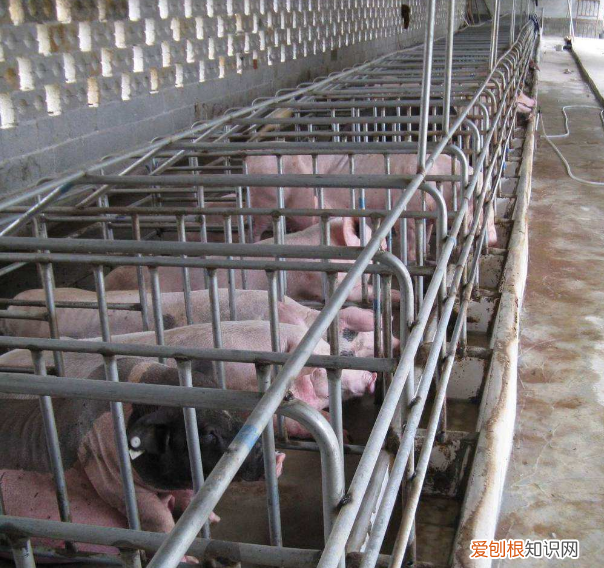 养母猪告诉你4个技巧 养母猪技术