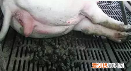 养母猪告诉你4个技巧 养母猪技术