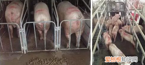 养母猪告诉你4个技巧 养母猪技术