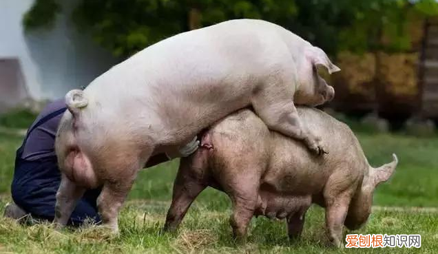 养母猪告诉你4个技巧 养母猪技术