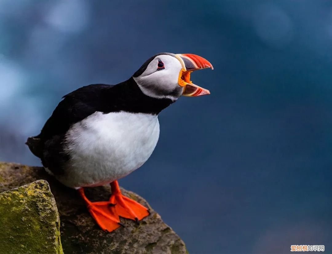 单反单反，到底什么是单反 相机单反是什么意思