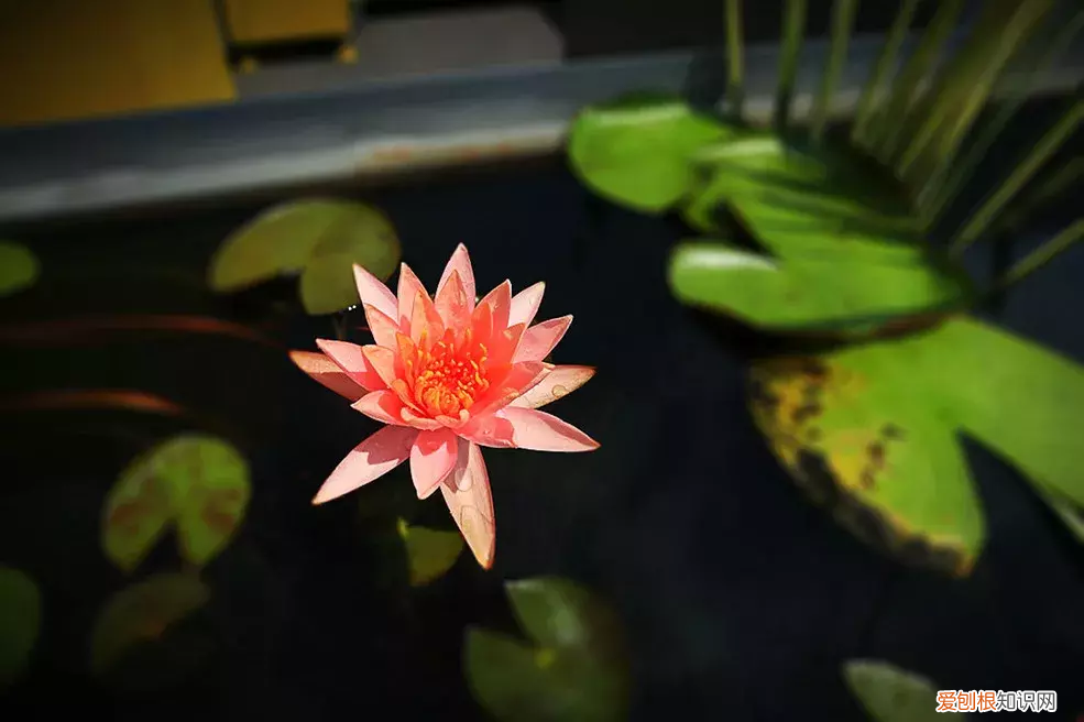 冰心：荷叶母亲 荷叶 母亲