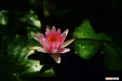 冰心：荷叶母亲 荷叶 母亲