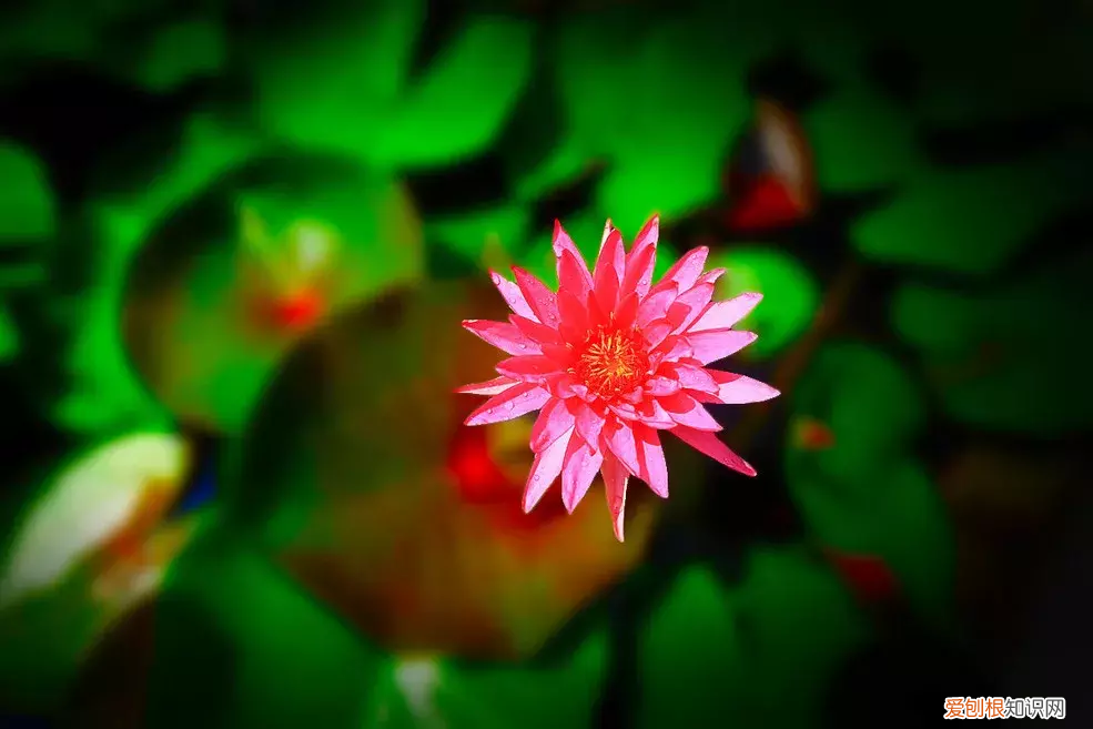 冰心：荷叶母亲 荷叶 母亲