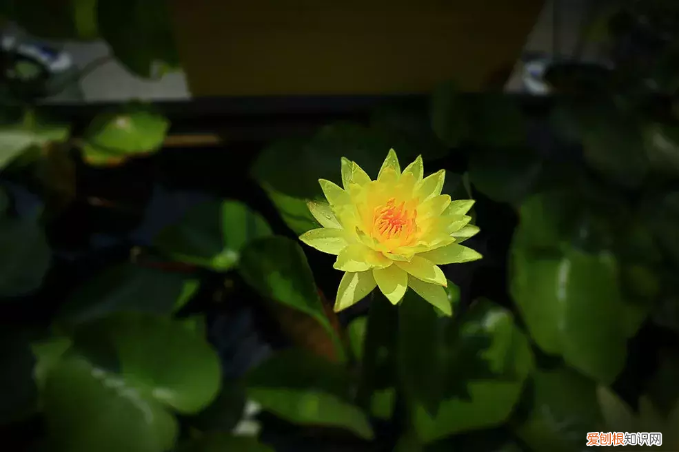 冰心：荷叶母亲 荷叶 母亲