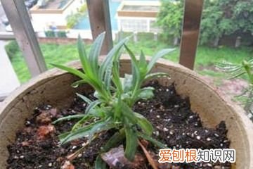 康乃馨幼苗的养护方法 康乃馨幼苗图片