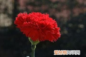 康乃馨幼苗的养护方法 康乃馨幼苗图片