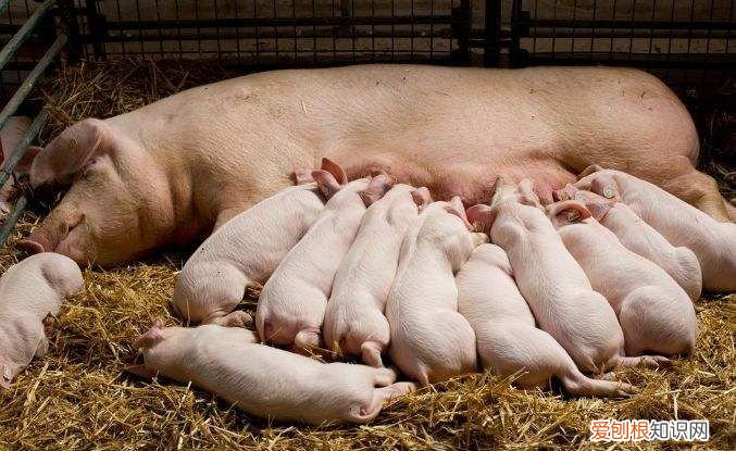 母猪养殖的4大要点 养母猪技术