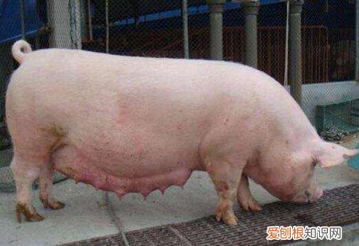 母猪养殖的4大要点 养母猪技术