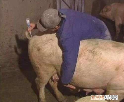 母猪养殖的4大要点 养母猪技术